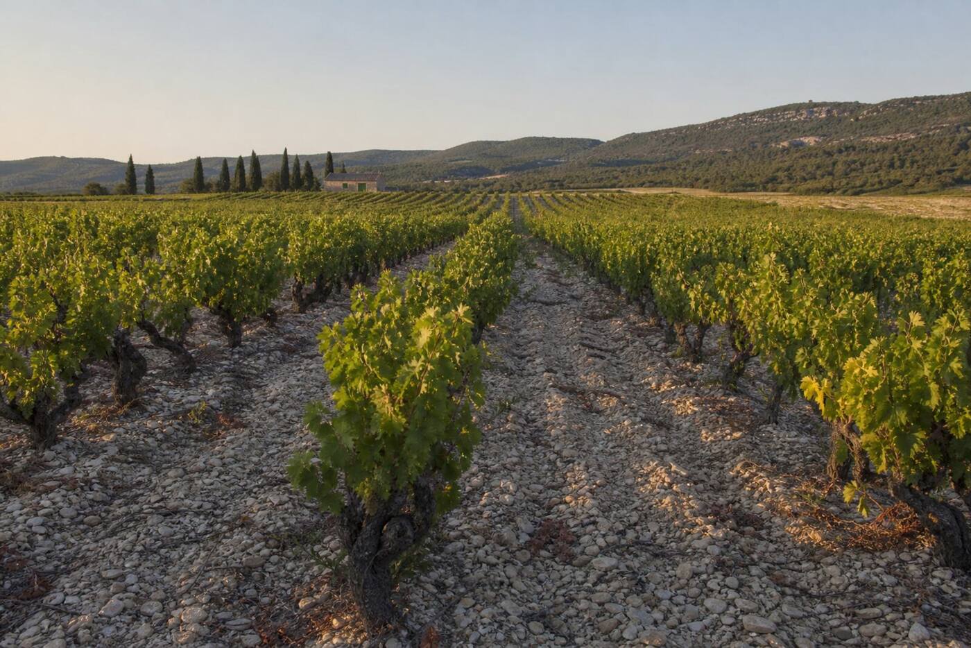 Des rangs de vieilles vignes sur un sol de galets, en fin de journée